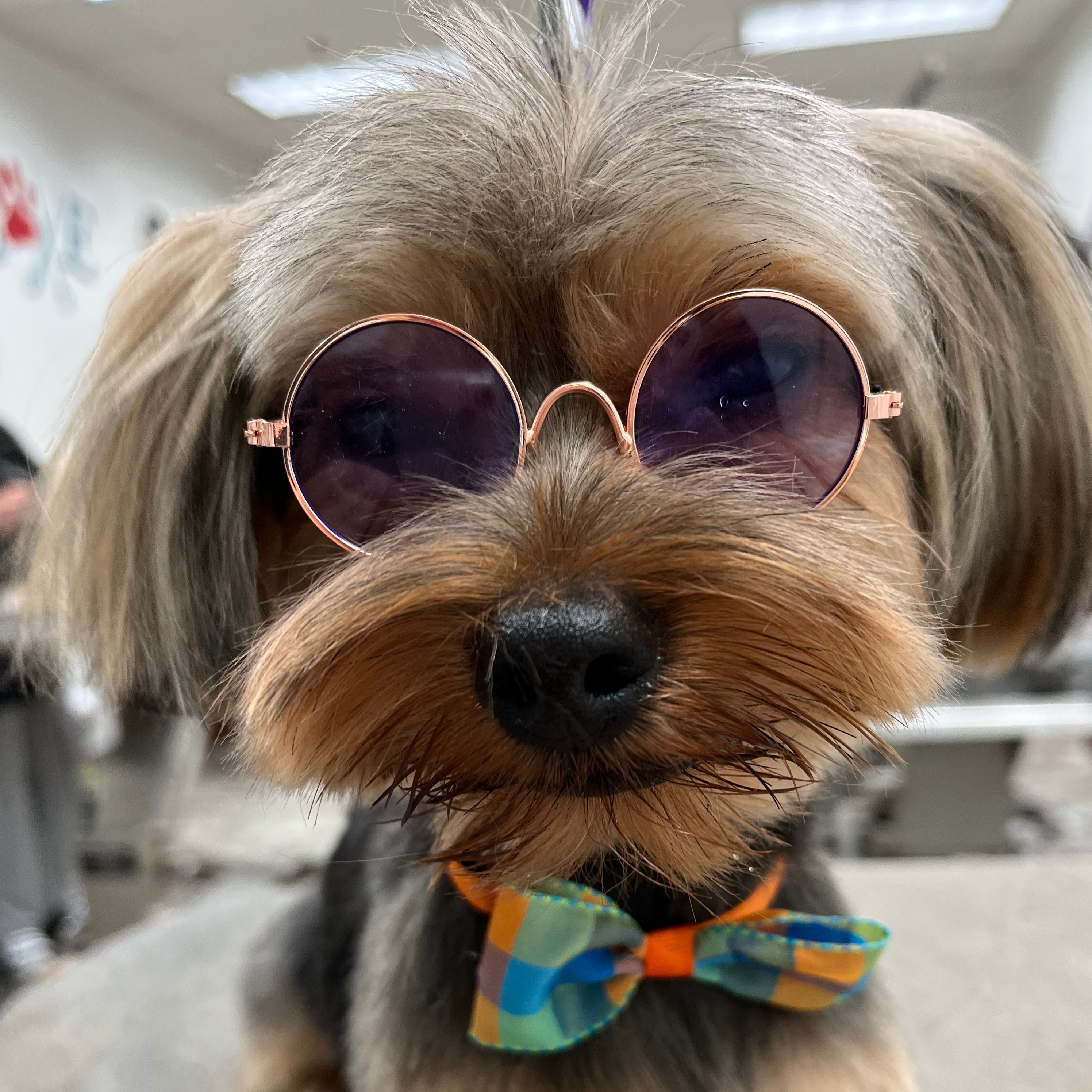 Yorkshire Terrier dressed with hippie style glasses and a colorful bowtie after being groomed with Andis tools.