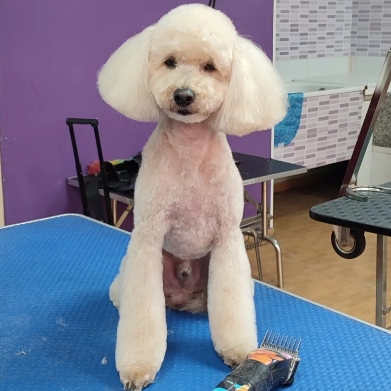 White poodle sitting on grooming table after being clipped with the Andis Pulse ZR II clipper.
